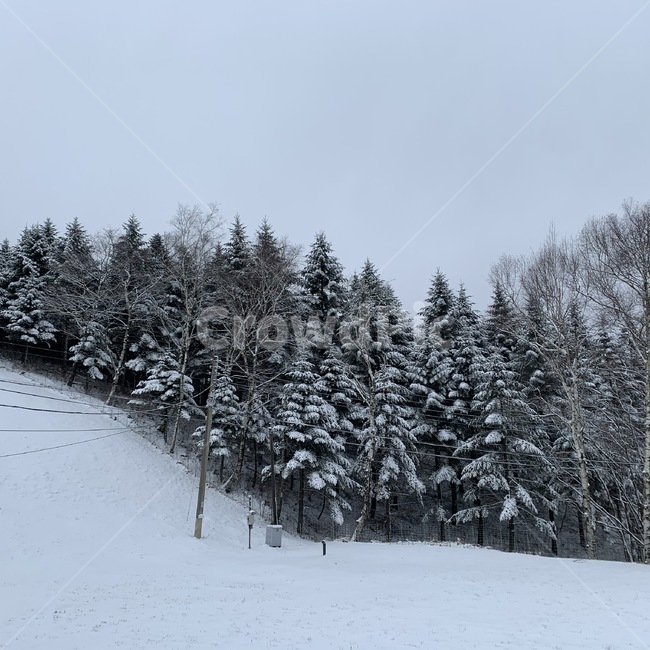 tree,나무,눈,snow,눈쌓인나무,겨울,winter,전나무,강원,대관령,대관령양떼목장,강원도눈