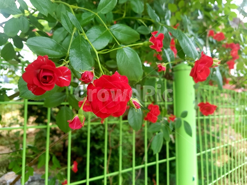 식물,flower,꽃,rose,장미,blossom,식물,자연,plants,nature