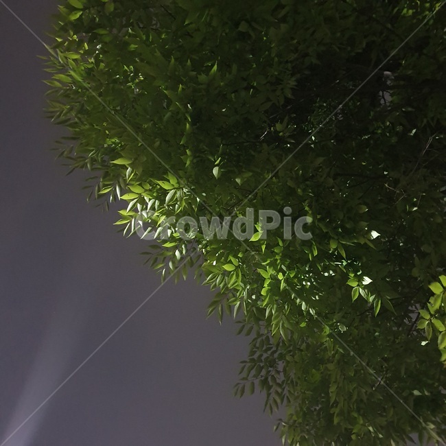 나뭇잎,나무,tree,식물,plant