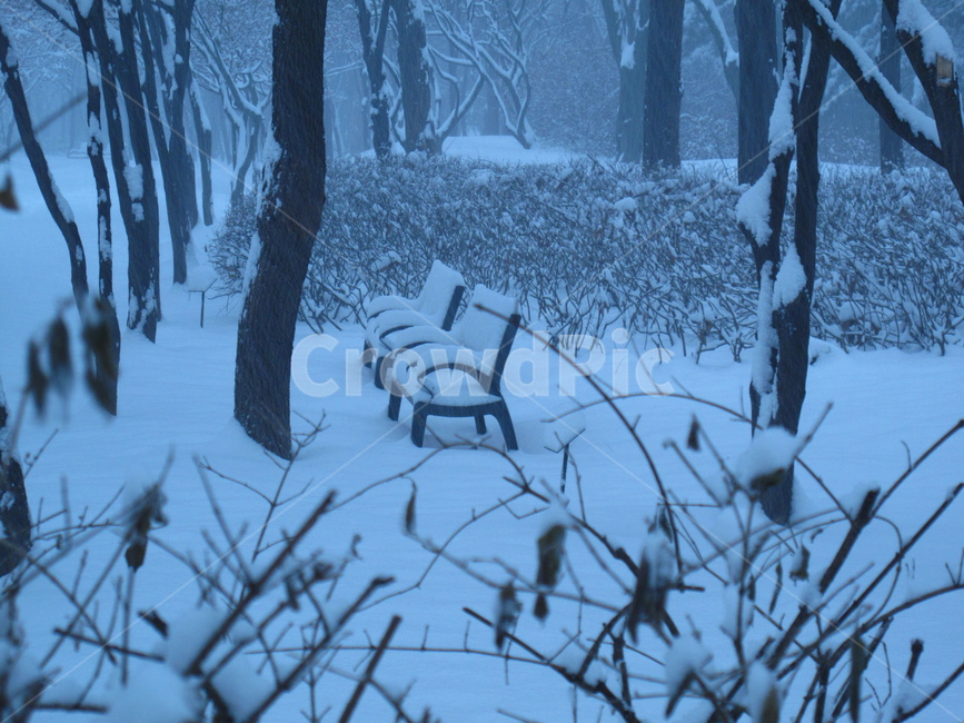설경,눈,눈온풍경,쌓인눈,눈사진,양재시민의숲,겨울,나무,눈꽃,snow,winter,forest,tree,벤치,bench,G10,canonG10,캐논G10,canon,캐논,겨울,계절,winter,season,자연,풍경,nature,landscape,storm,폭풍,outdoors,옥외,blizzard,눈보라