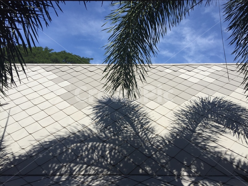 하늘,sky,야자수,coconuttree,감성사진