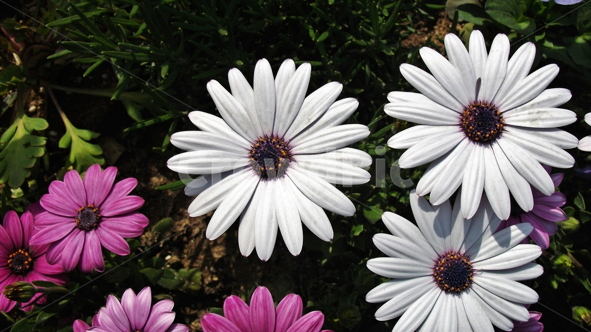 꽃,자연,식물,꽃잎,암술,수술,봄,spring,nature,bloom,petal,floral,scent,흰색,white,beautiful,plant,flower,오스테오스펄멈,아프리카원산,아프리칸데이지,garden,Osteospermum,디모르포테카,데모루,오스테오스퍼멈,식물,자연,plants,nature,꽃,flower