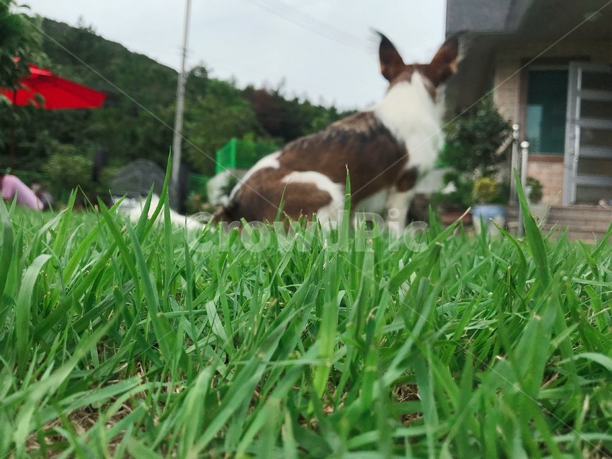 강아지,잔디,dog,개,동물,동물,animal,포유류,mammal,개,강아지,dog,doggy