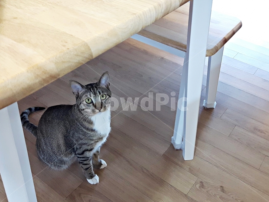 facial expression,fur,down,domestic,hiding,beautiful,pet,soft,curious,mammals,background,nose short,animal,looking,playing,staring,adorable,cute,house,kitty,hair,stray cat,cat,kitchen,playful,table,funny,pretty,feline,chair,mackerel tabby,korean,portrait,