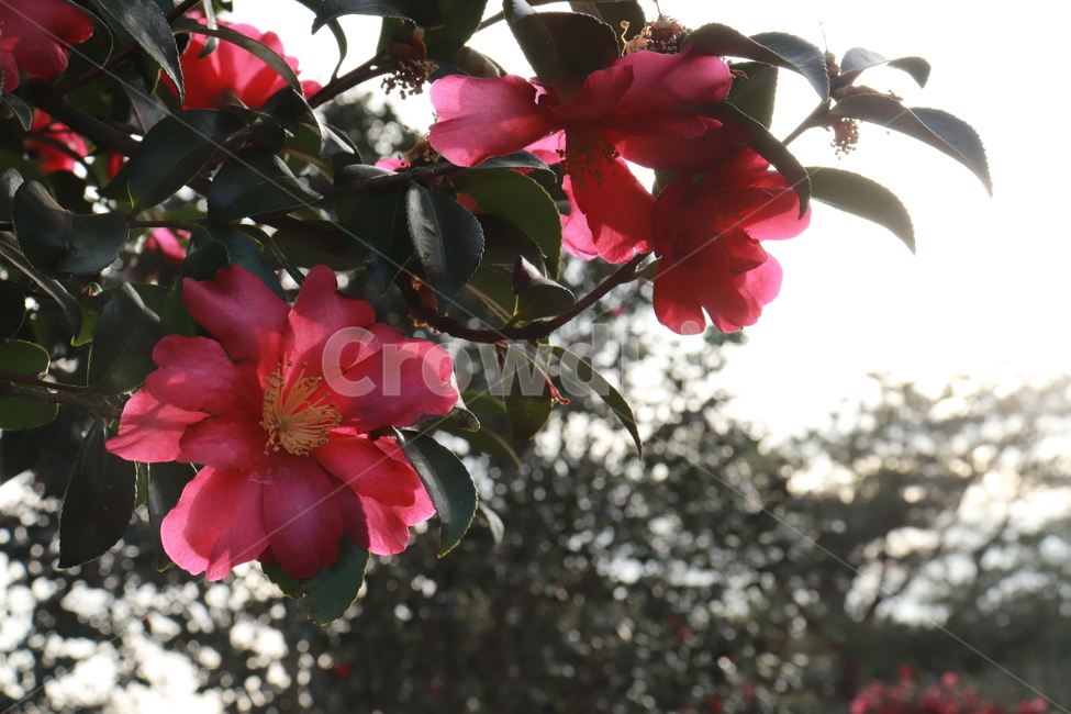동백꽃,해질녘,동백,겨울꽃,flower,동백나무,식물,자연,plants,nature,꽃,flower