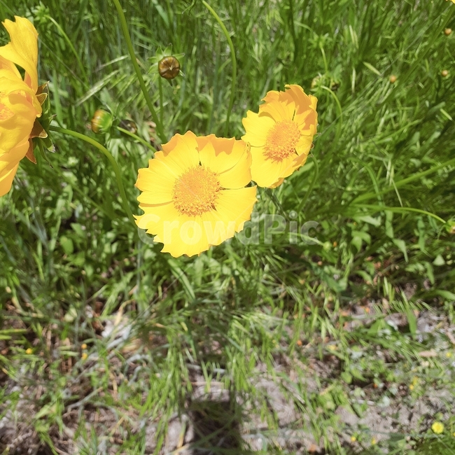 꽃,노란꽃,봄꽃,식물,flowers