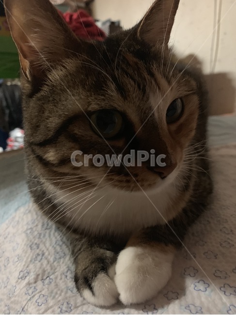 고양이,냥이,코숏,코리안숏헤어,갈색,갈생냥,찹쌀떡,발,앞발,동물,animal,포유류,mammal,고양이,cat,kitten,kitty