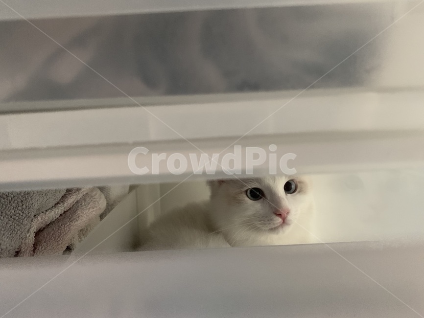 고양이,랙돌,키튼,cat,ragdoll,동물,animal,포유류,mammal,고양이,cat,kitten,kitty