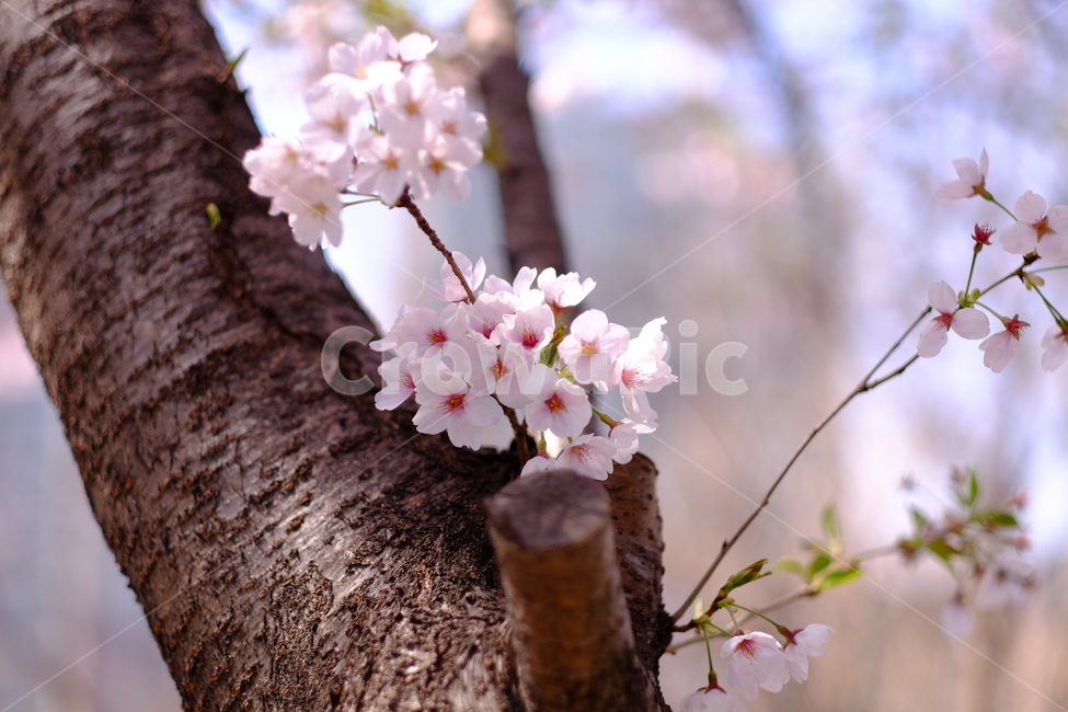 plant,식물,flower,꽃,blossom,벚꽃잎,벚꽃,봄,계절,spring,season