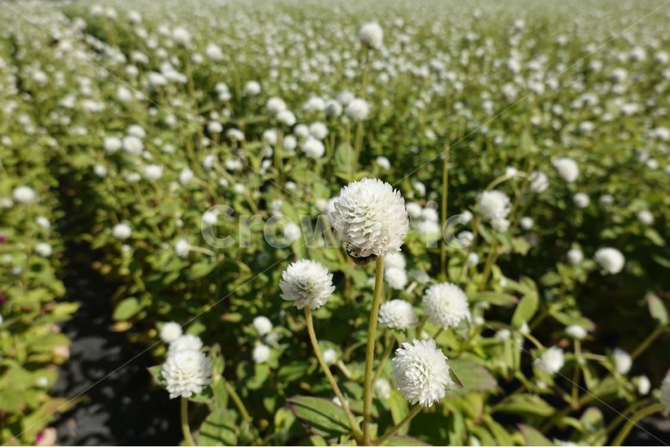 천일홍,흰꽃,꽃밭,꽃축제,초록잎,풀잎,식물,자연,plants,nature,꽃,flower