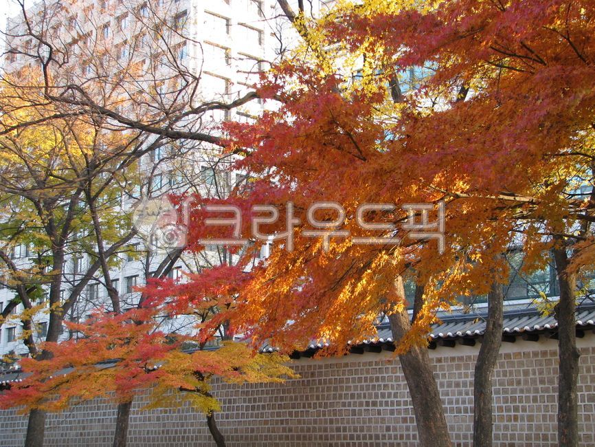 가을단풍, 가을색, 단풍, 궁궐단풍, 가을, 사진,이미지,일러스트,캘리그라피 - bedro작가