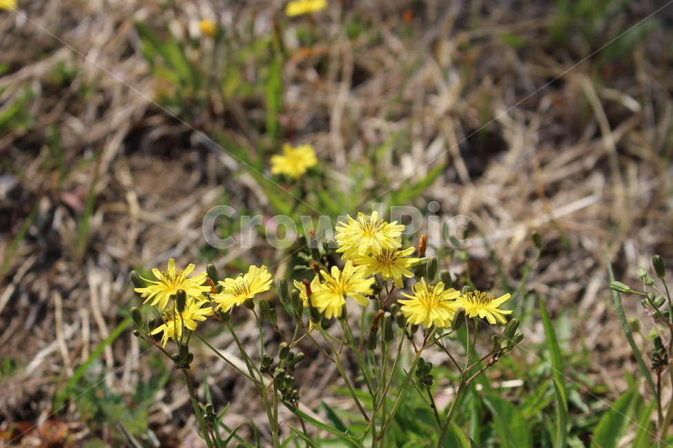 민들레,꽃,민들레꽃,자연,노란,노란꽃,봄꽃,식물,자연,plants,nature,꽃,flower