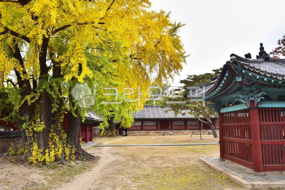 education,Ginkgo,building,architectural style,old tree,Sungkyunkwan,Goryeo Dynasty,tiled house,architecture,tree,history,Joseon Dynasty,traditional,outdoors,Study Abroad,government office,traditional architecture,autumn,educational institution,Korean trad