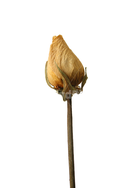 꽃,장미,로즈,장미꽃,플라워,드라이,드라이플라워,말린,말려놓은,마른,노란색,노랑,옐로우,말린장미,식물,자연,flower,dry,dried,dryflower,yellow,green,rose,줄기,dryrose,plant,nature,꽃봉우리,봉우리,흰배경,꽃,flower,누끼,remove background
