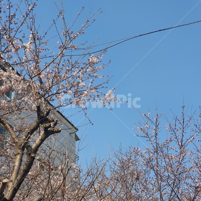 tree,나무,plant,식물,매화,plumblossom,flower,spring