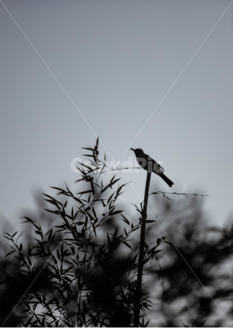 새,자연,동물,흑백,bird,animal,동물,animal,조류,새,birds
