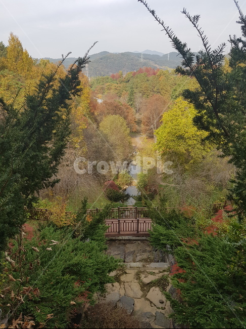 가을,자연,풀,나무,식물,tree,fall,야외