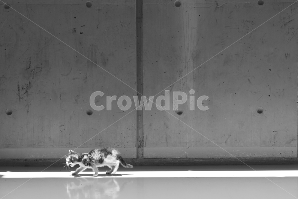 새끼고양이,고양이,길냥이,길거리고양이,cat,kitten,baby,loneliness,외로움,콘크리트벽,pet,animal,동물,포유류,mammal,one,동물,animal,포유류,mammal,고양이,cat,kitten,kitty,흑백,모노톤,monochrome,black and white