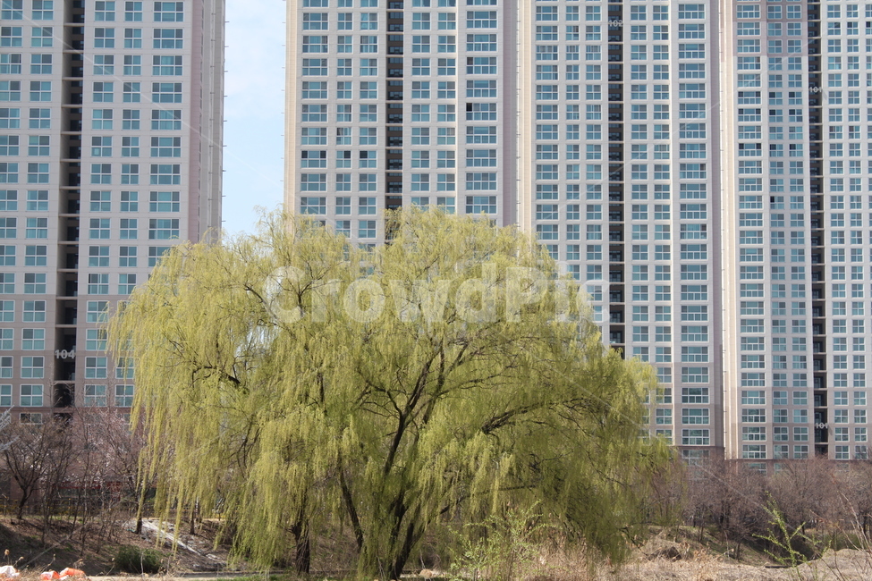 버드나무,나무,봄,새싹,자연,나무,trees,wood