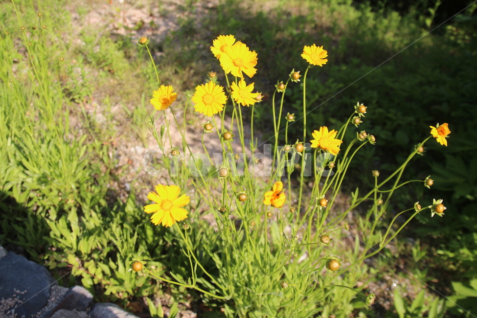 꽃,자연,플라워,여름꽃,노란꽃,햇빛과꽃,식물,자연,plants,nature,꽃,flower