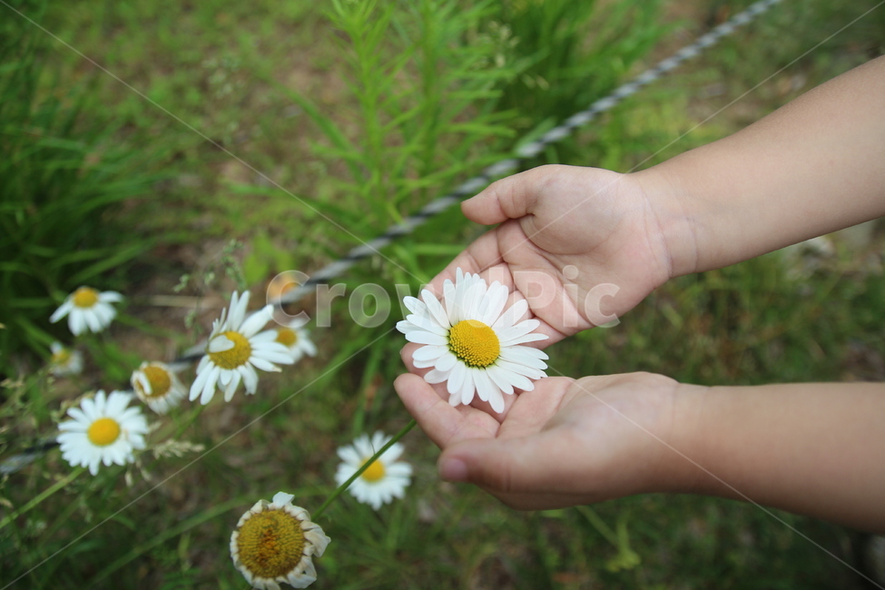 white flower,hand and flower,Cosmos,flower,Aison