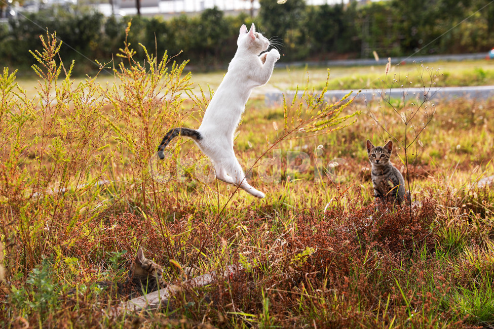 고양이,야생,자연,순간,애완동물,반려묘,동물,animal,포유류,mammal,고양이,cat,kitten,kitty