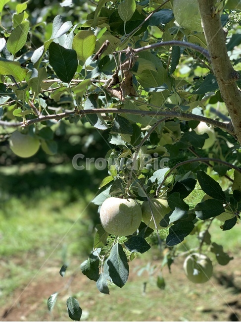 plant,식물,fruit,과일,food,음식,사과,apple,초록,green,과일,열매,fruit