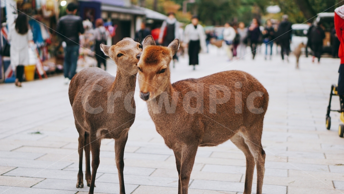 여행,travel,여행사진,해외여행,혼자여행,사진,배경사진,배경,이쁜사진,색감,색감좋은사진,일본,일본여행,나라,사슴공원,사슴,동물,동물,animal,포유류,mammal