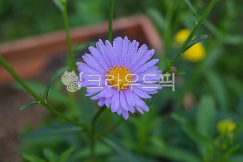 wild chrysanthemum,green,nature,flowering,flower,outdoor,petal,wildflowers,Chrysanthemum,plant,purple,daisy,wild