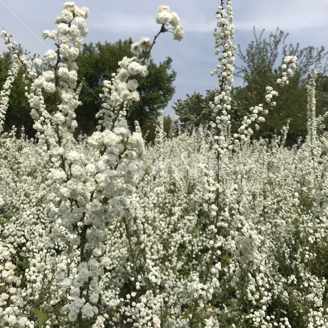수수꽃다리,싸리꽃,안개꽃,하얀꽃,울타리,plant,식물,blossom,꽃,flower