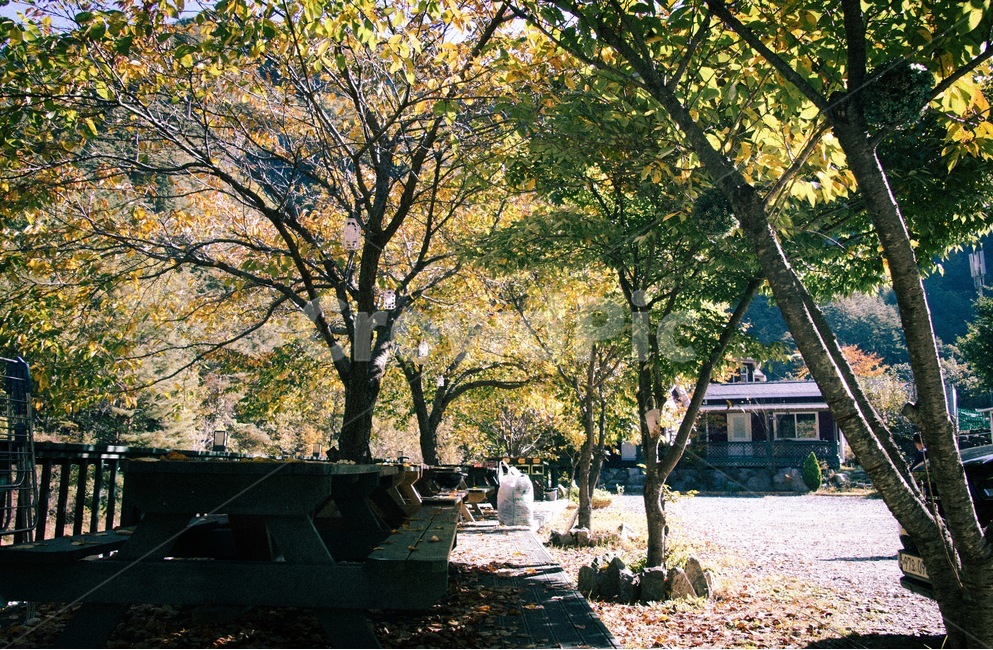 path,통로,tree,나무,plant,식물,walkway,보도,treetrunk,나무줄기,가을,계절,fall,autumn,season,자연,풍경,nature,landscape,tree trunk,나무 줄기