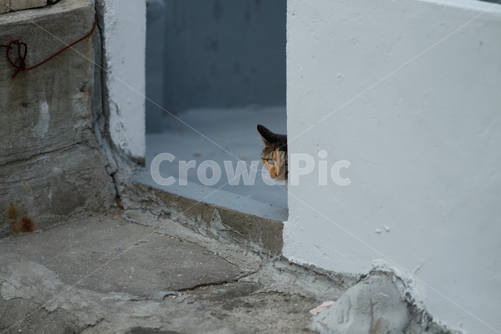 고양이,동물,숨다,아련한,바라보다,cat,look,see,교감,느낌,생명,animal,hide,차분한,동물,animal,포유류,mammal,고양이,cat,kitten,kitty