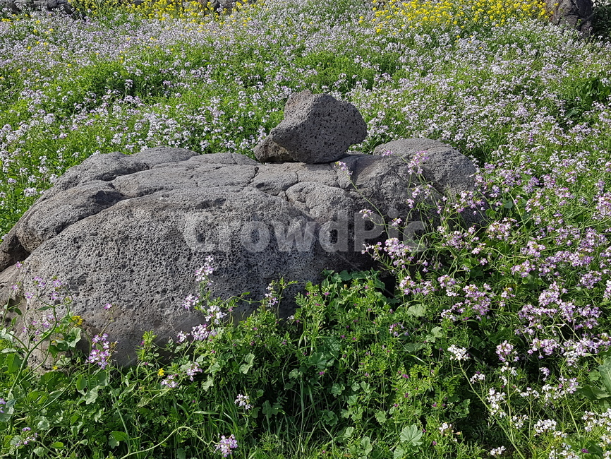 제주도,둘레길,바닷가둘레길,산책로,봄,바닷가산책로,자연,풍경,nature,landscape,rock,록