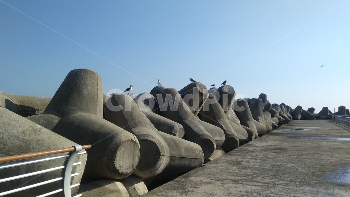 방파제,breakwater,seawall,갈매기,항구
