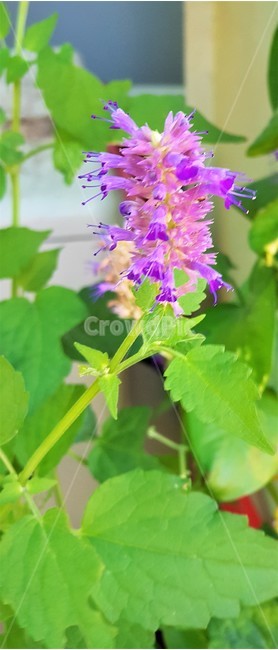 꽃,방앗잎꽃,자연,식물,초록,nature,green,flower,보라색,purple,식물,자연,plants,nature,꽃,flower