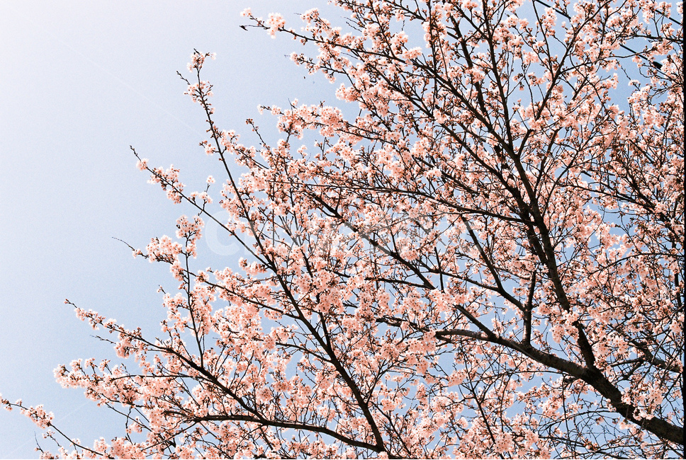 봄,벚꽃,하늘,기분,분위기,spring,cherryblossome,sky,feelgood,sun,sunshine,soft,pink,flower,flowers,floral,comfotable,island,film,filmphotography,lofi,retro,나무,꽃