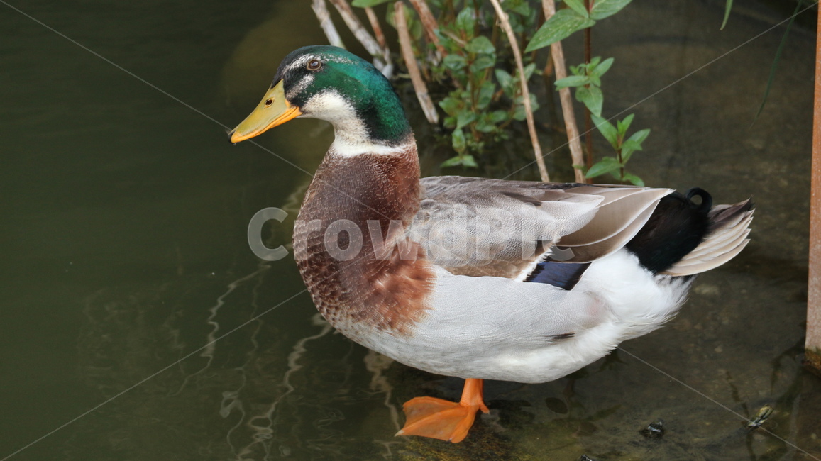 청둥오리,광한루,철새,청둥오리수컷,자연,동물,animal,조류,새,birds