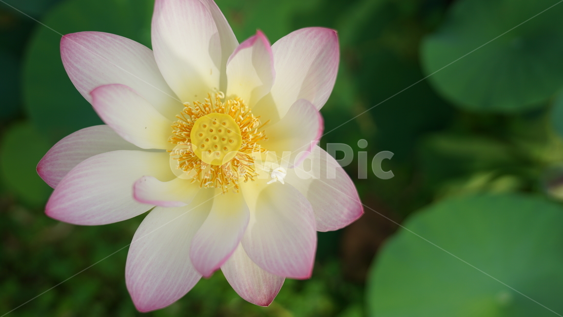 꽃,자연,연꽃,식물,계절,바탕화면,접사,nature,flower