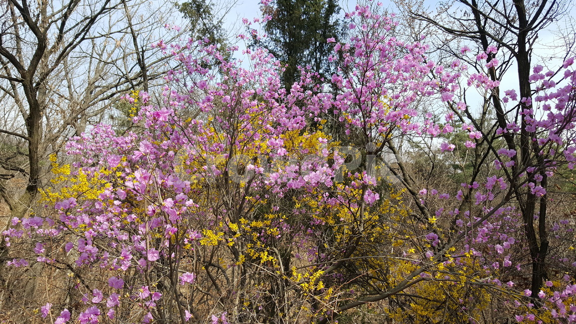 진달래,봄,진달래꽃,꽃,개나리,산,봄꽃,봄산,봄향기,향기,식물,자연,plants,nature,꽃,flower