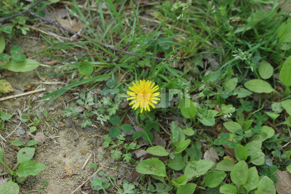 민들레,꽃,봄,한송이,순수함,공원,인천대공원,자연,풍경,nature,landscape,식물,plants,꽃,flower,plant,blossom