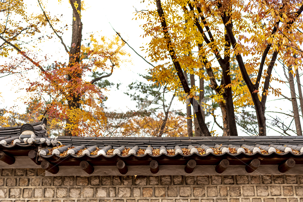 덕수궁,돌담길,가을,단풍,나무,도시풍경,돌담,가을,계절,fall,autumn,season