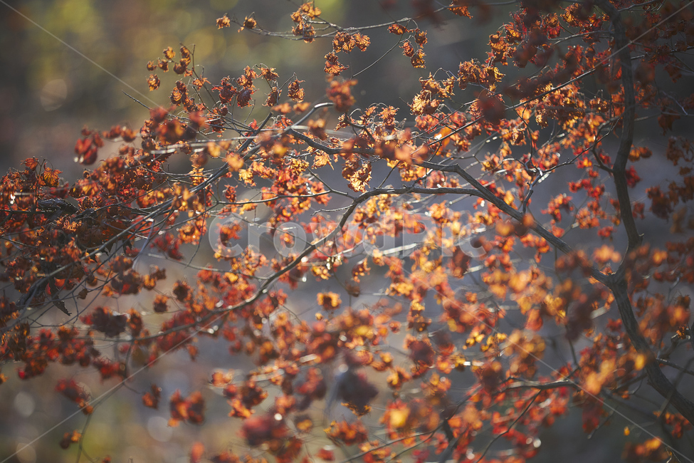 늦가을,시들은단풍,단풍,단풍나무,붉은,leaf,잎,식물,tree,나무,plant,가을,계절,fall,autumn,season