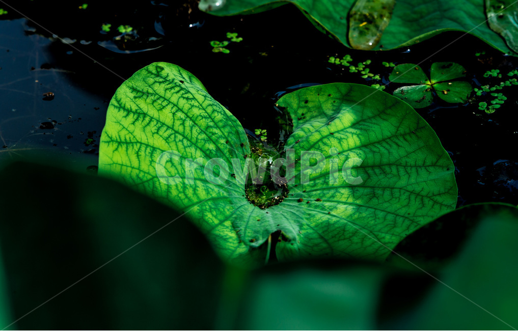 연잎,습지,문양,무늬,그림자,식물,자연,plants,nature