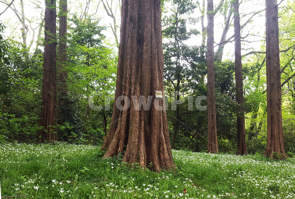 나무,숲,식물,자연,나무줄기,tree,plant,초록색,숲속,자연환경