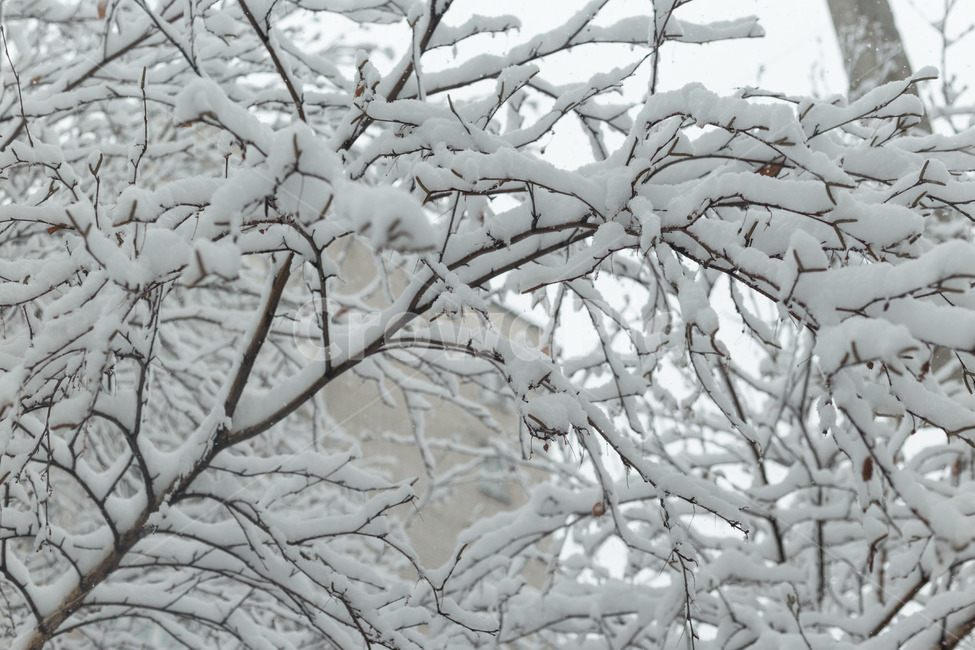 nature,자연,outdoors,옥외,snow,눈,겨울,winter,겨울,계절,winter,season
