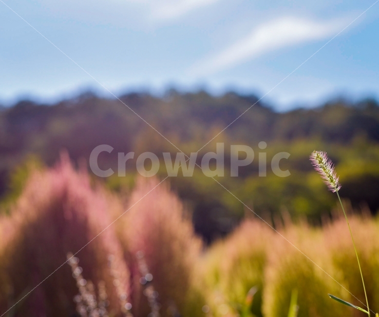 가을,강아지풀,가을꽃,여행,꽃,가을,계절,fall,autumn,season,식물,자연,plants,nature,감성,sensible,feeling,plant