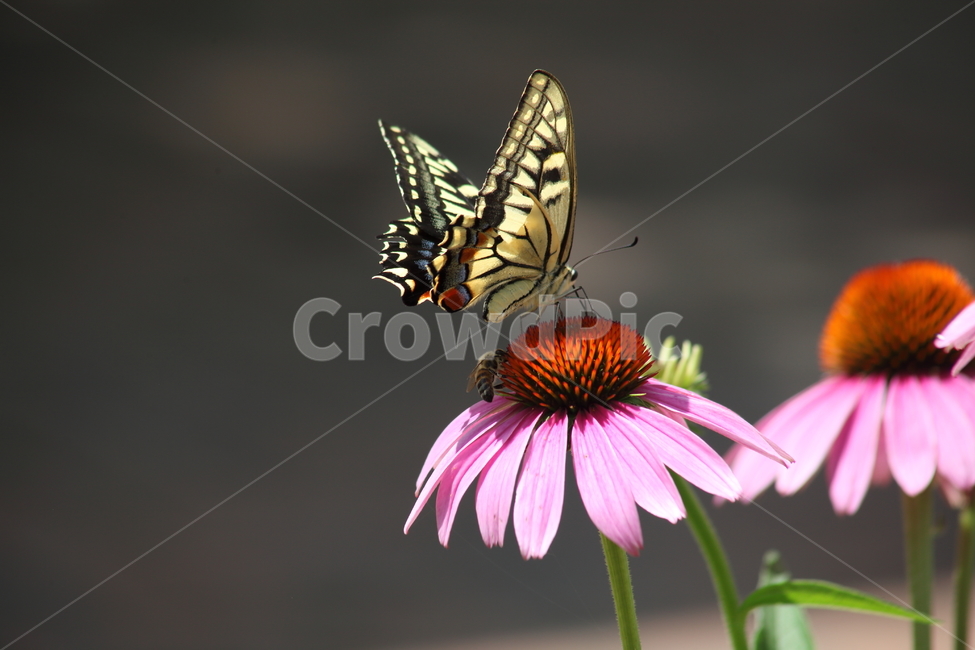 에키네시아,나비,호랑나비,echinacea,swallowtailbutterfly