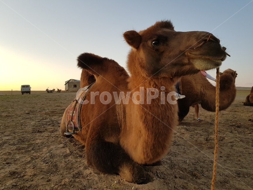 낙타,몽골,사막,동물,camel,animal,동물,animal,포유류,mammal