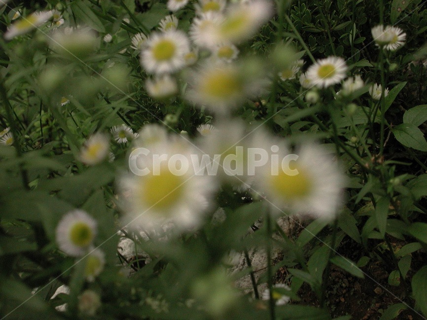 들풀,들꽃,배경,바탕화면,꽃,식물,자연,식물,자연,plants,nature,꽃,flower