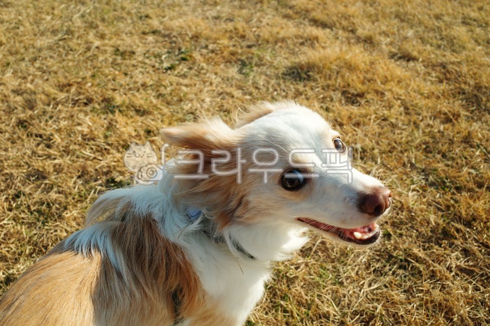 개,반려견,웃는강아지,보더콜리,믹스견,강아지,웃는개,dog,mammal,포유류,animal,동물,pet,애완동물,반려동물,산책